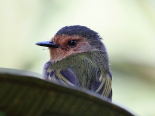 Ruddy Tody-Flycatcher - eBird