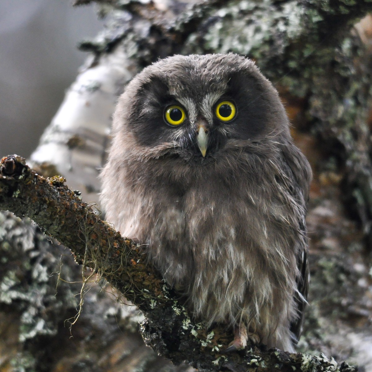 Boreal Owl - ML180179101