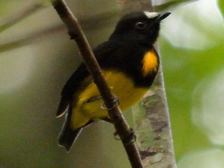  - White-fronted Manakin