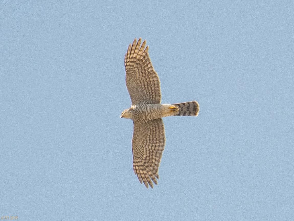 Eurasian Sparrowhawk - ML180181921