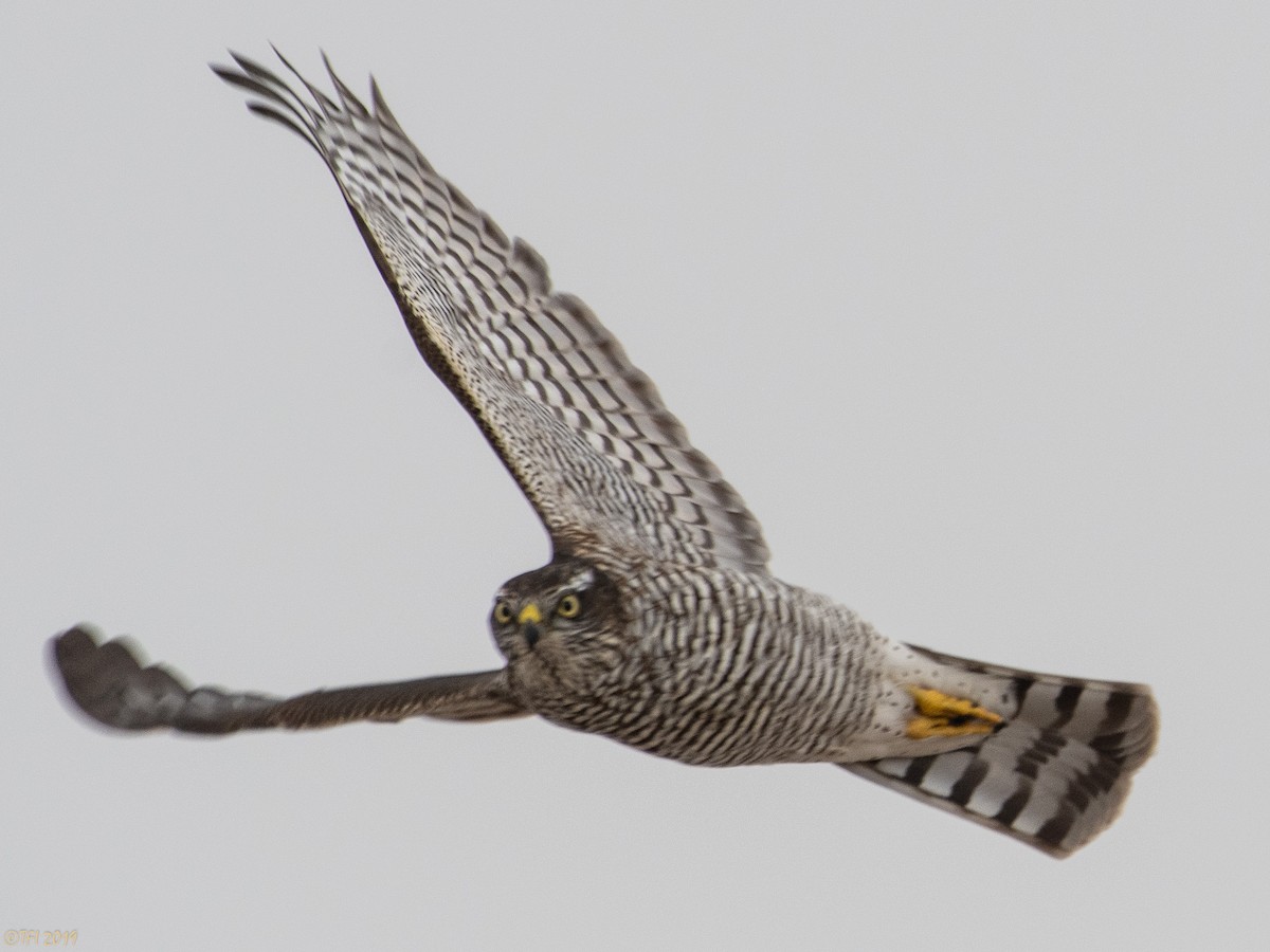 Eurasian Sparrowhawk - ML180182061