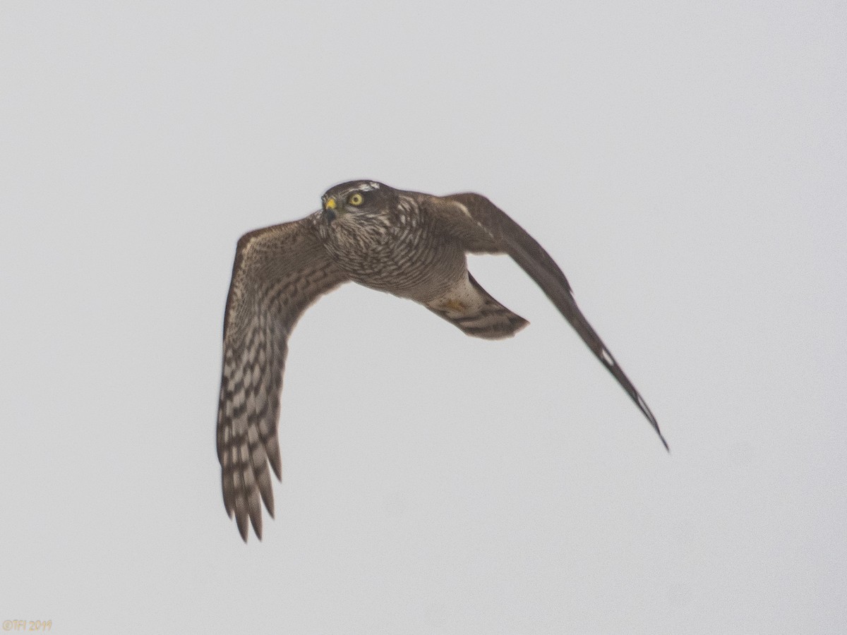 Eurasian Sparrowhawk - ML180182071