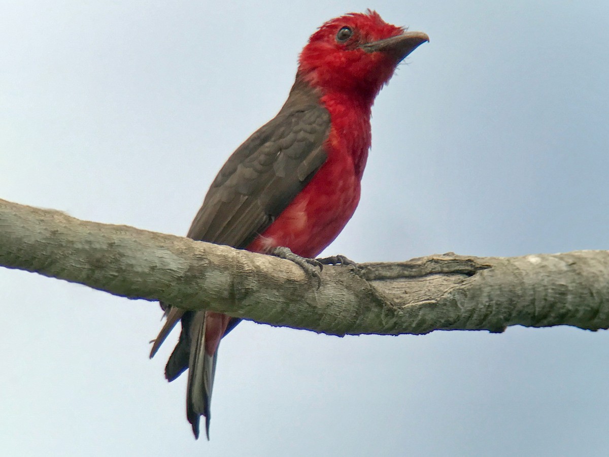Crimson Fruitcrow - Haematoderus militaris - Birds of the World