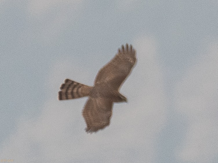 Eurasian Sparrowhawk - ML180182911