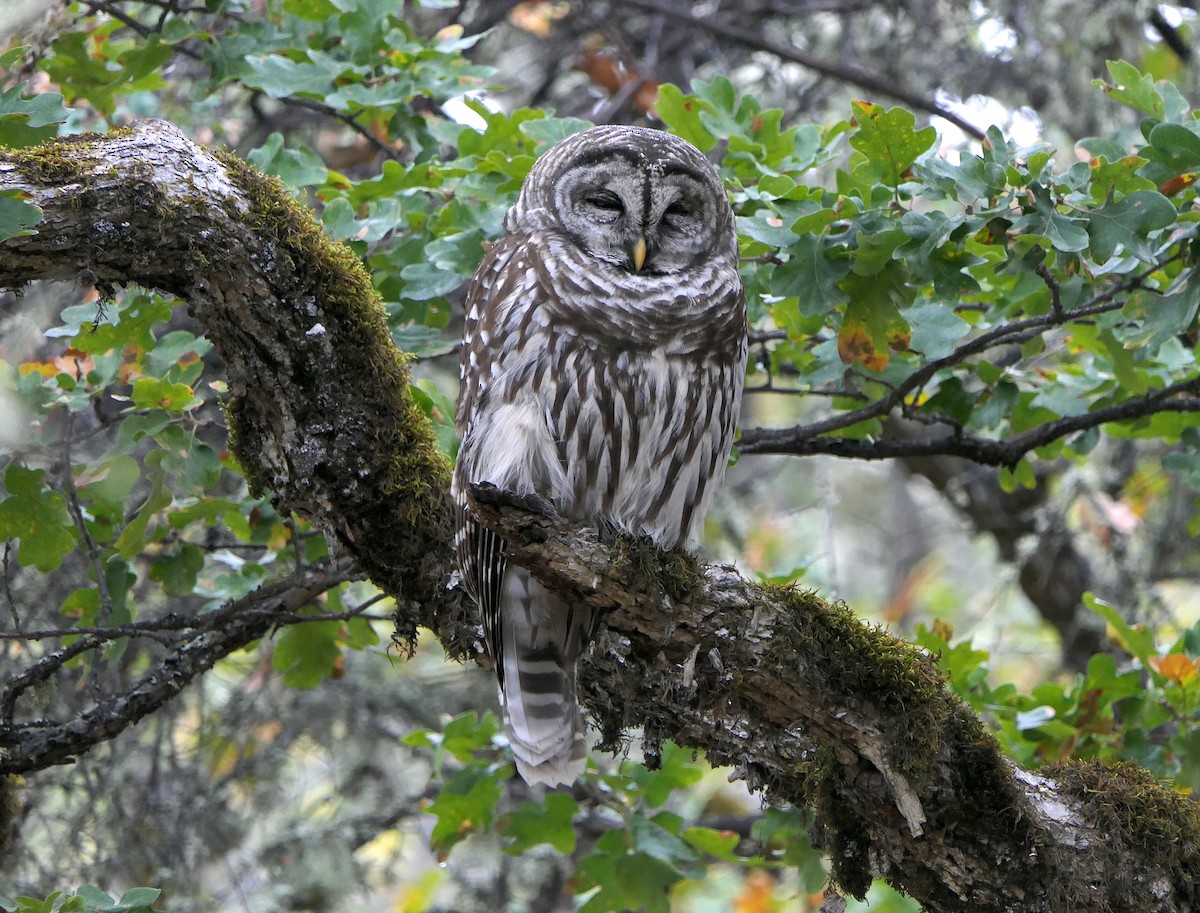 Barred Owl - ML180187711