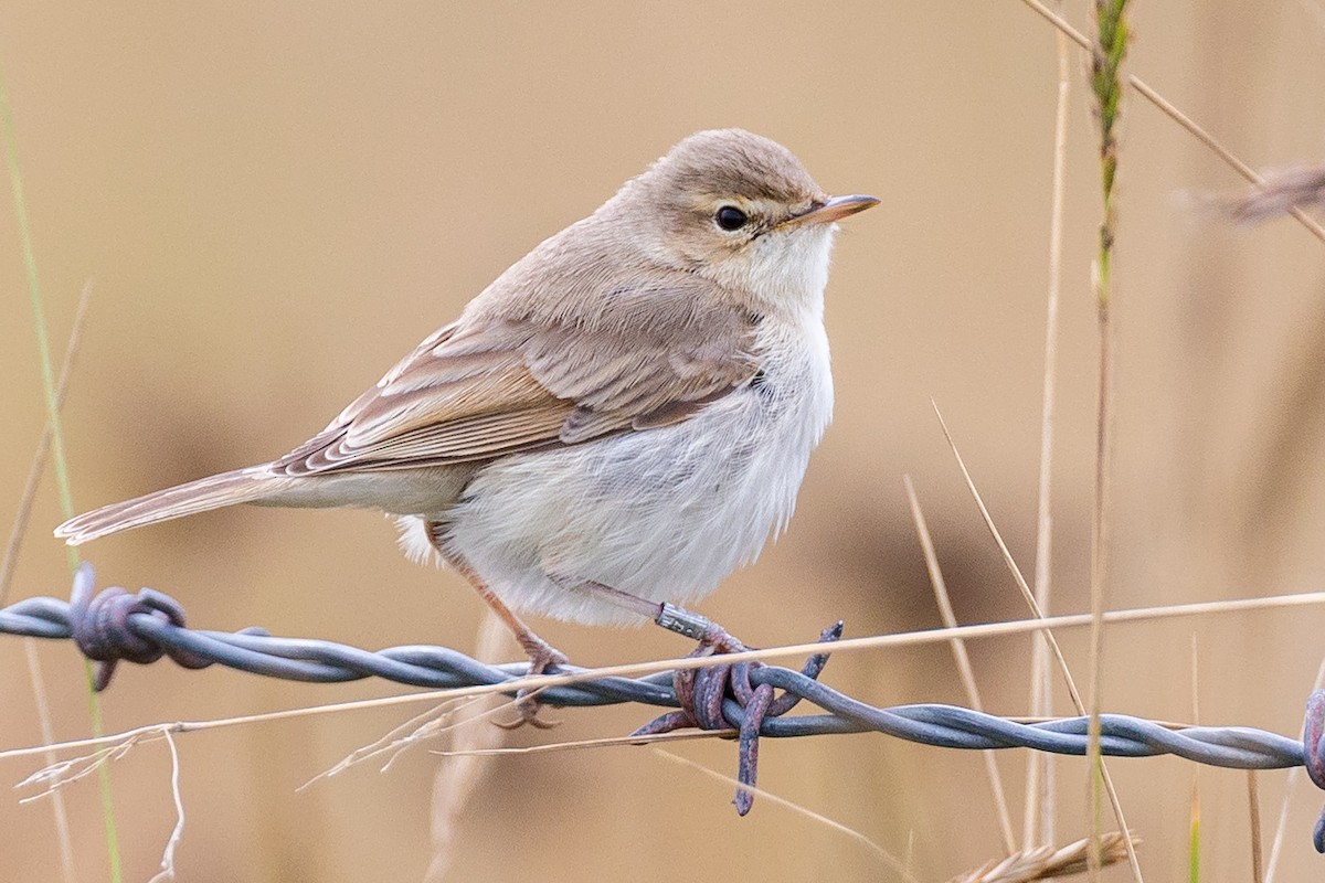 Booted Warbler - Andy Butler