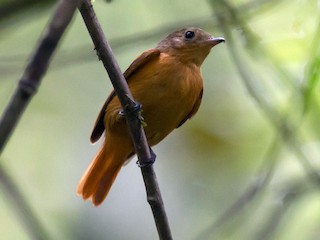  - Cinnamon Manakin-Tyrant