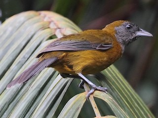  - Olive-backed Tanager