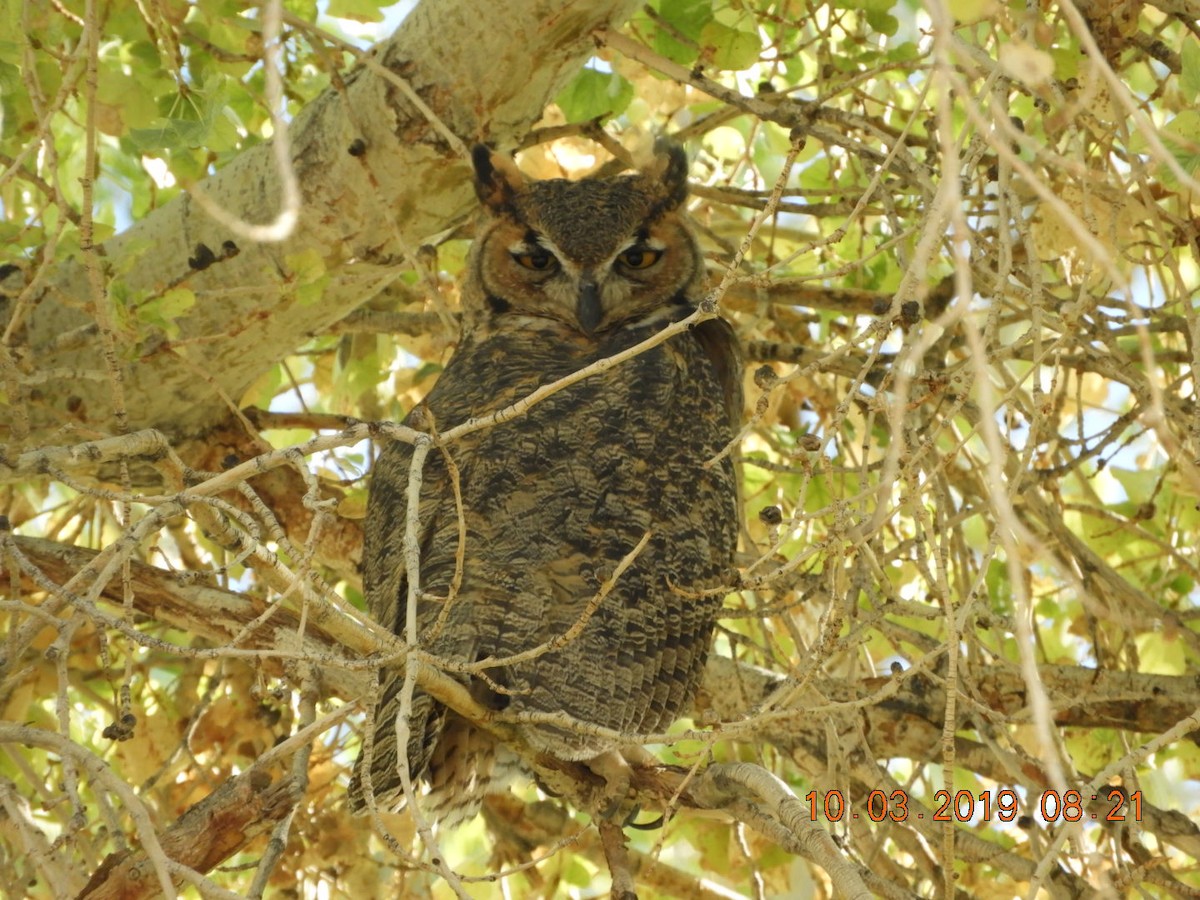 Great Horned Owl - ML180202131