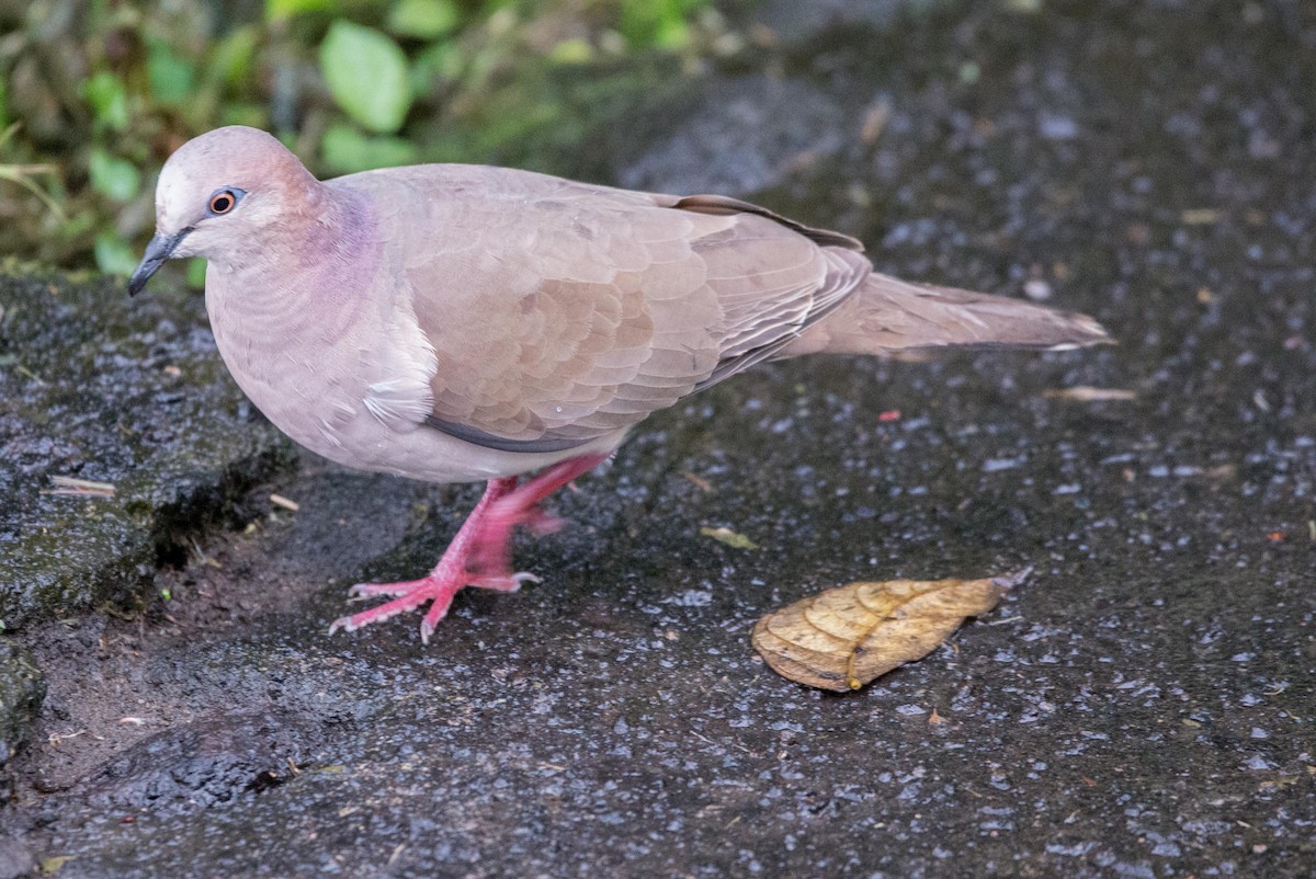 White-tipped Dove - Philip Reimers