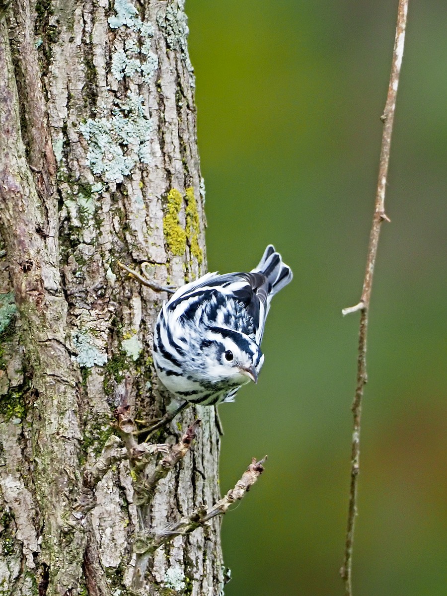 Black-and-white Warbler - ML180206321