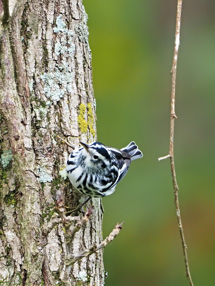 Black-and-white Warbler - ML180206351