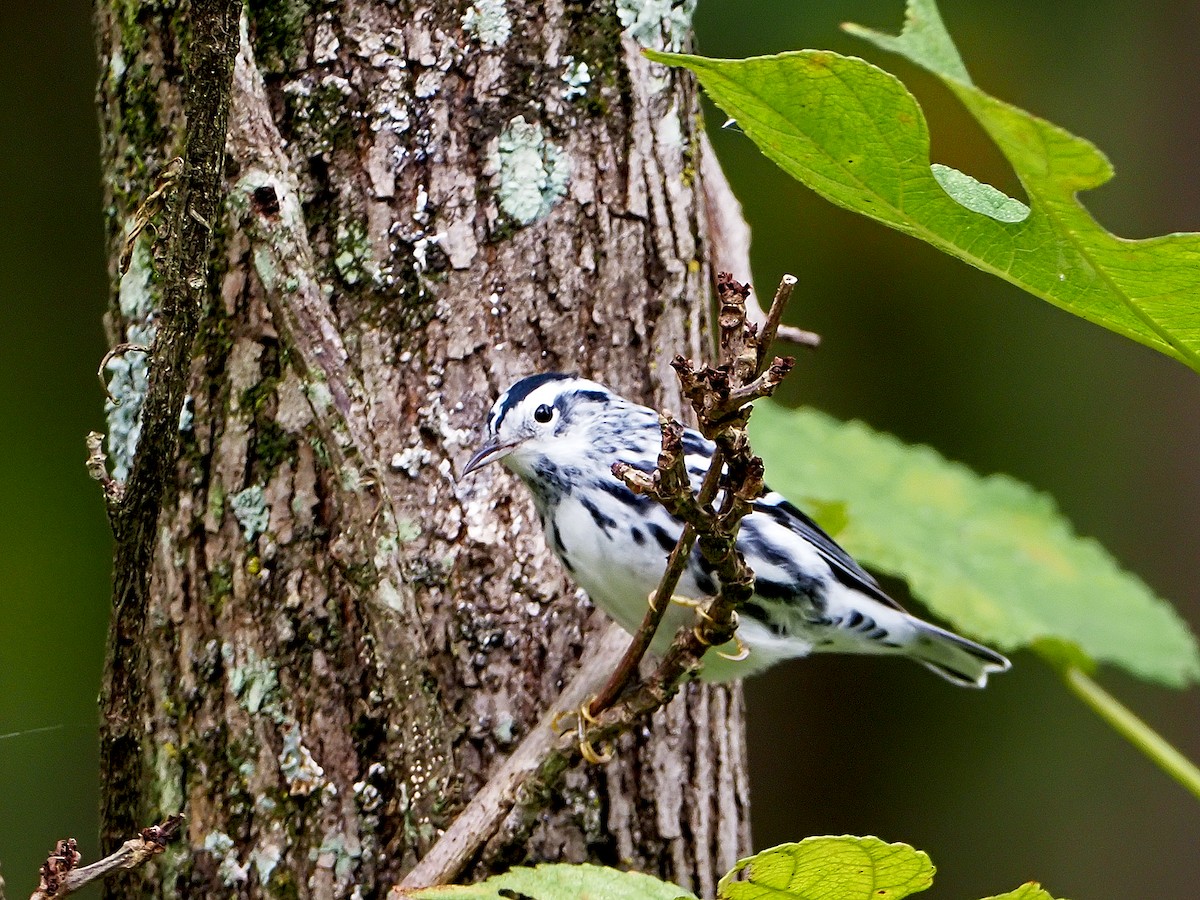Black-and-white Warbler - ML180206411