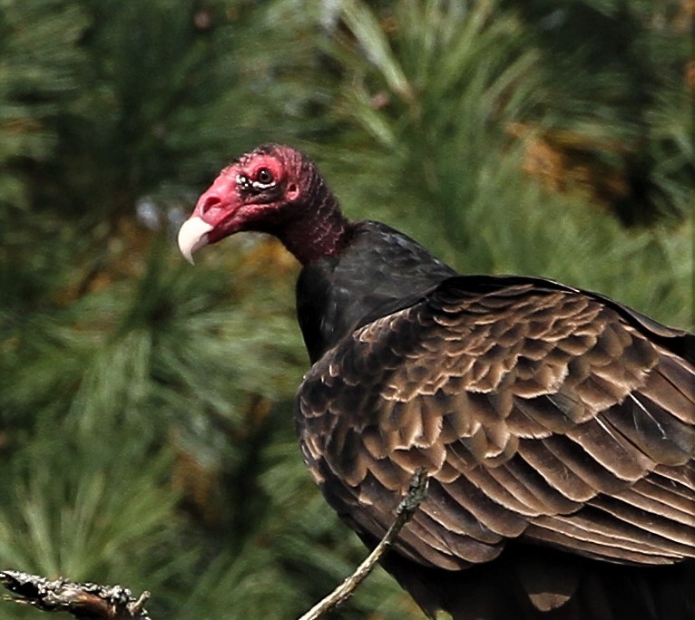 Turkey Vulture - Matthew Valencic