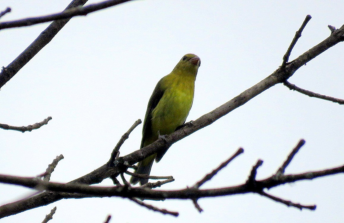 Scarlet Tanager - ML180208341