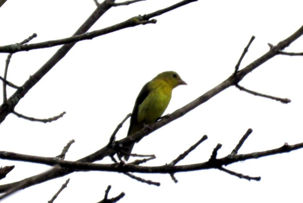 Scarlet Tanager - ML180208351