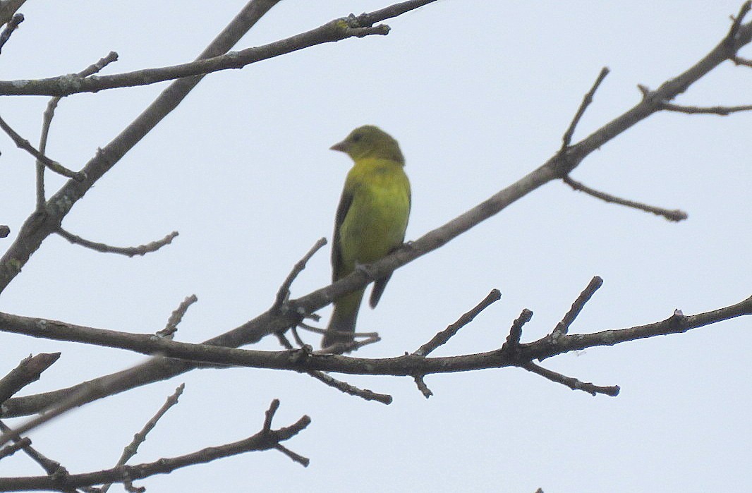 Scarlet Tanager - ML180208361