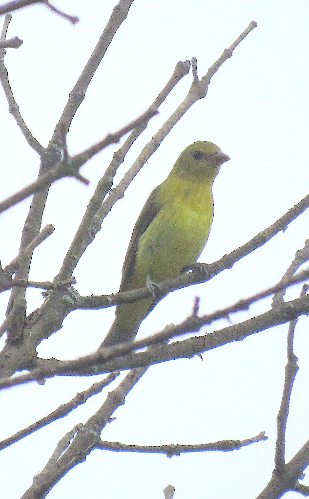 Scarlet Tanager - ML180208371