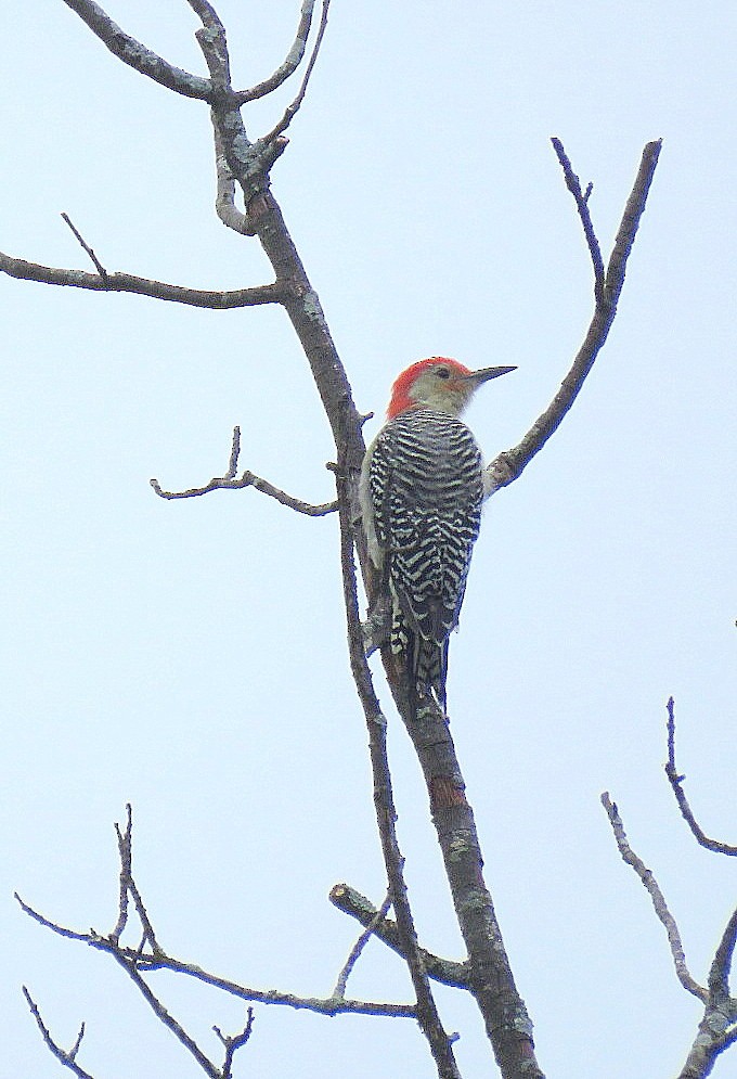 Red-bellied Woodpecker - ML180209631