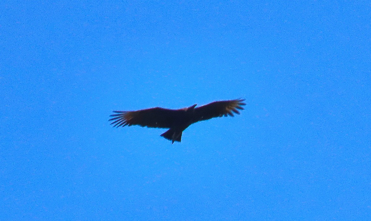Black Vulture - ML180222181