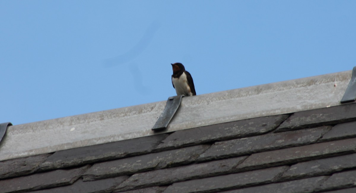 Barn Swallow (White-bellied) - ML180224081
