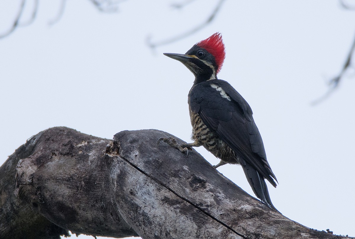 Lineated Woodpecker - LUCIANO BERNARDES
