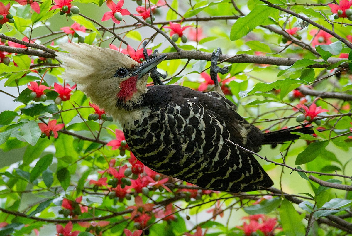 Blond-crested Woodpecker - ML180227201