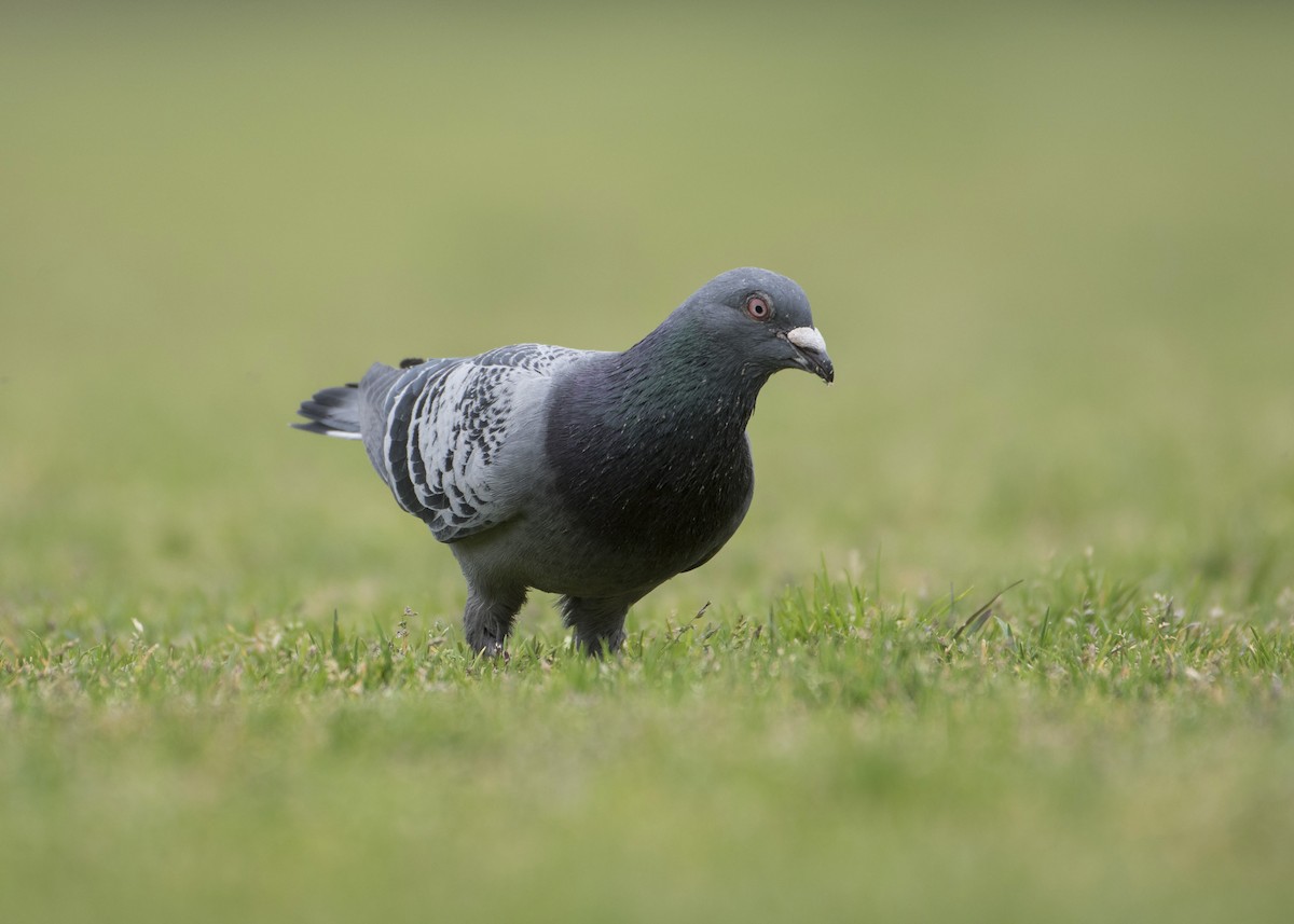 Rock Pigeon (Feral Pigeon) - ML180227471