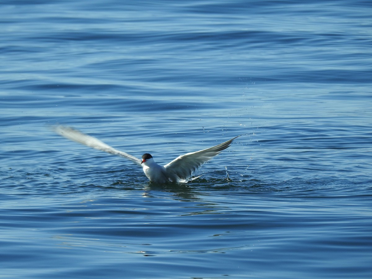 Common Tern - ML180227501