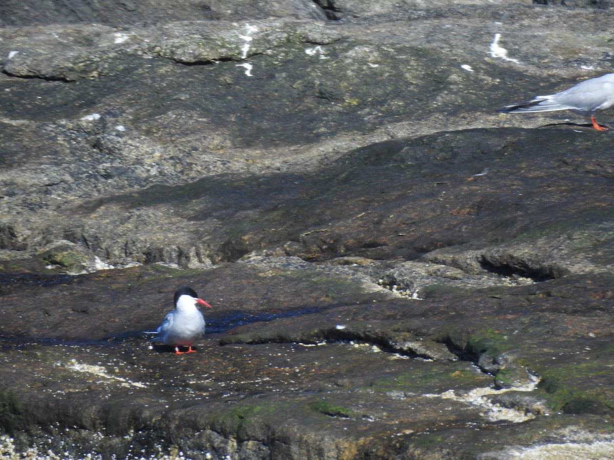 Arctic Tern - ML180227691