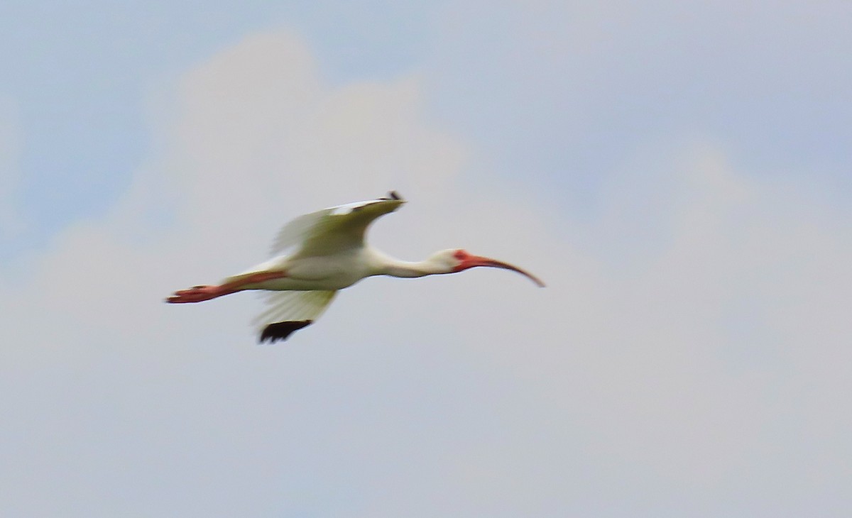 ibis bílý - ML180229161