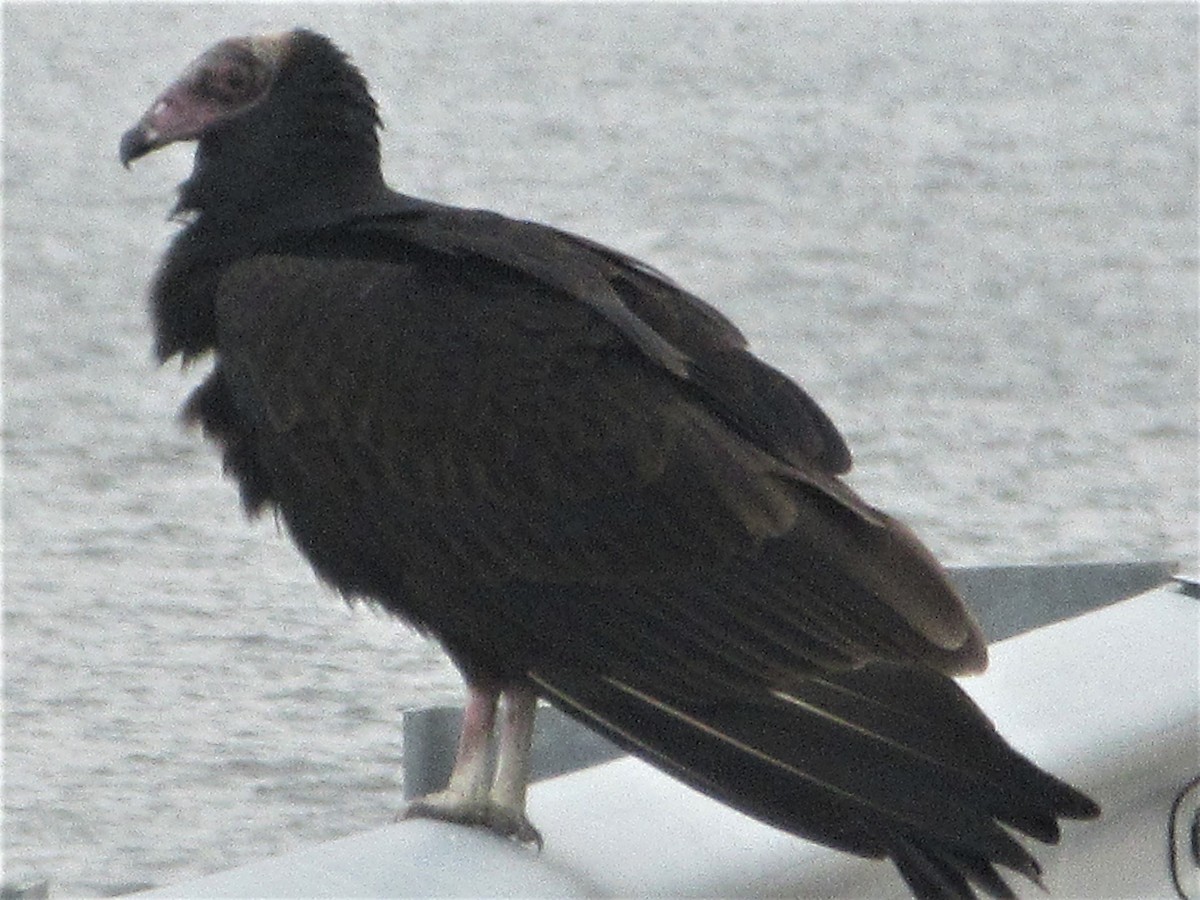 Turkey Vulture - ML180231481