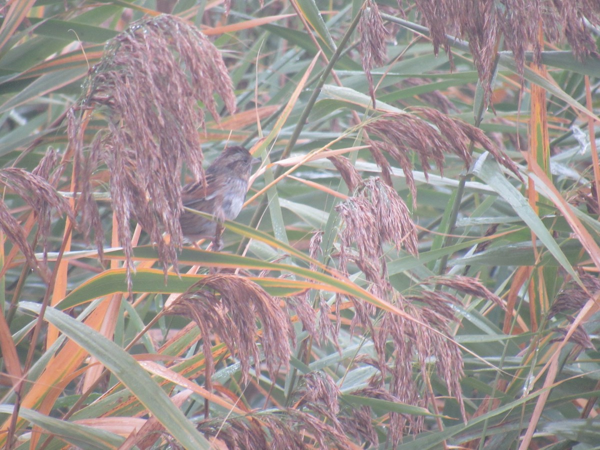 Swamp Sparrow - ML180233681