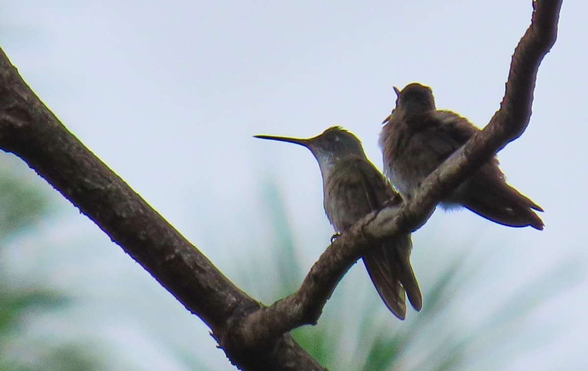 Azure-crowned Hummingbird - ML180235401
