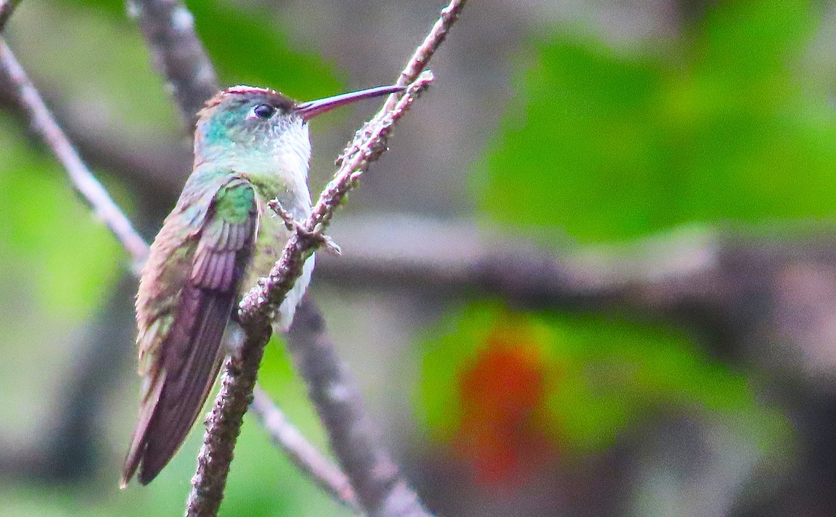Azure-crowned Hummingbird - ML180235421