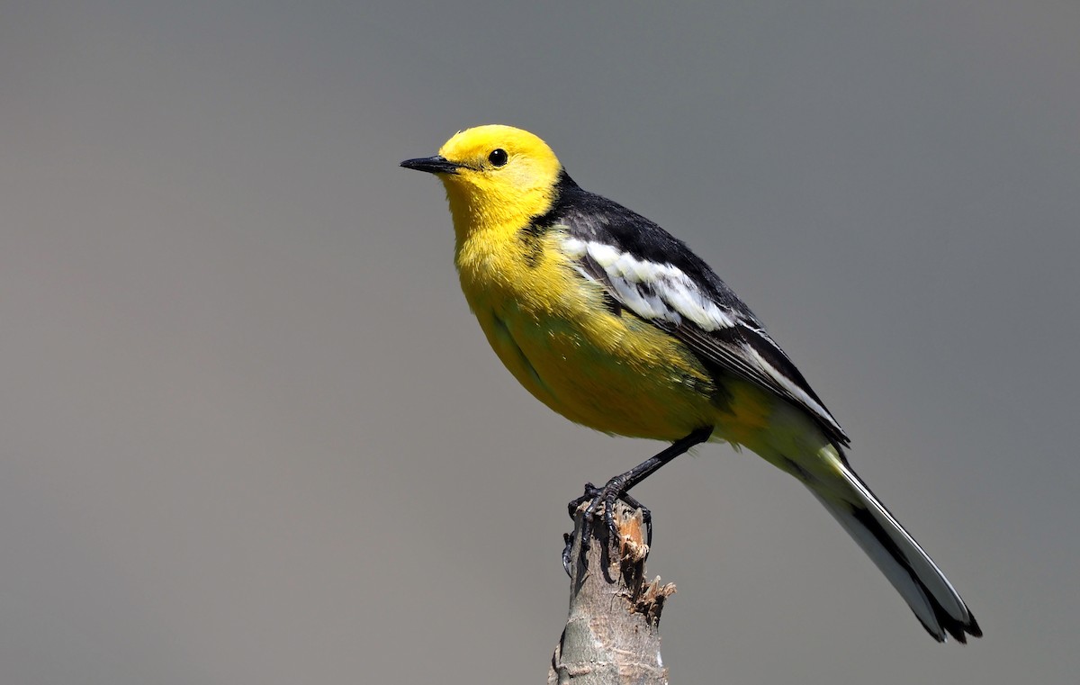 Citrine Wagtail (Black-backed) - ML180236841