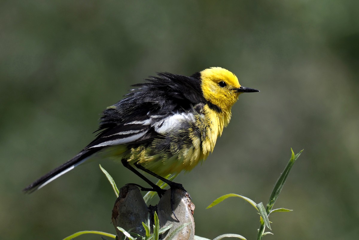 Citrine Wagtail (Black-backed) - ML180236891