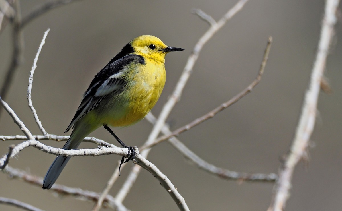 Citrine Wagtail (Black-backed) - Andrew Spencer