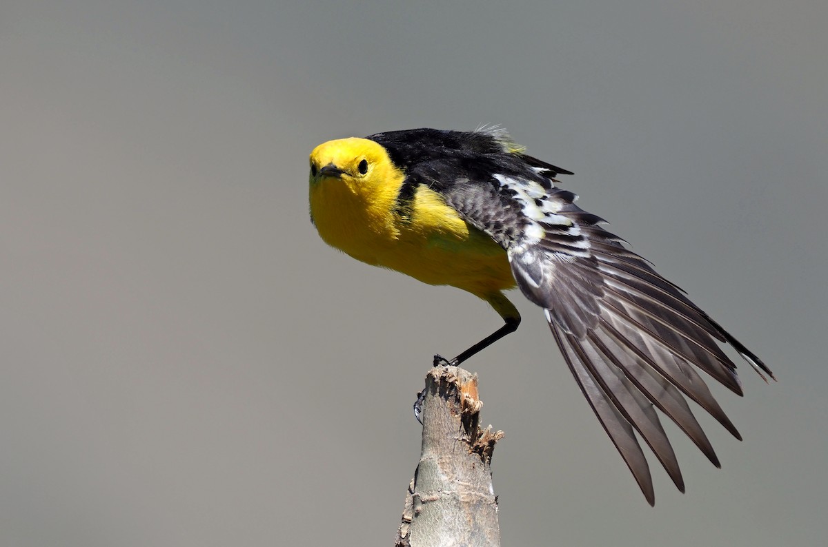 Citrine Wagtail (Black-backed) - ML180236921