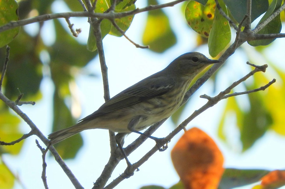 Cape May Warbler - ML180241651