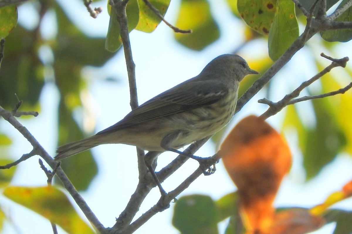 Cape May Warbler - ML180241671