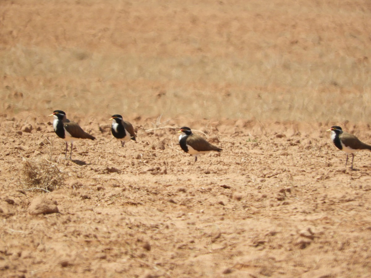 Banded Lapwing - ML180242351
