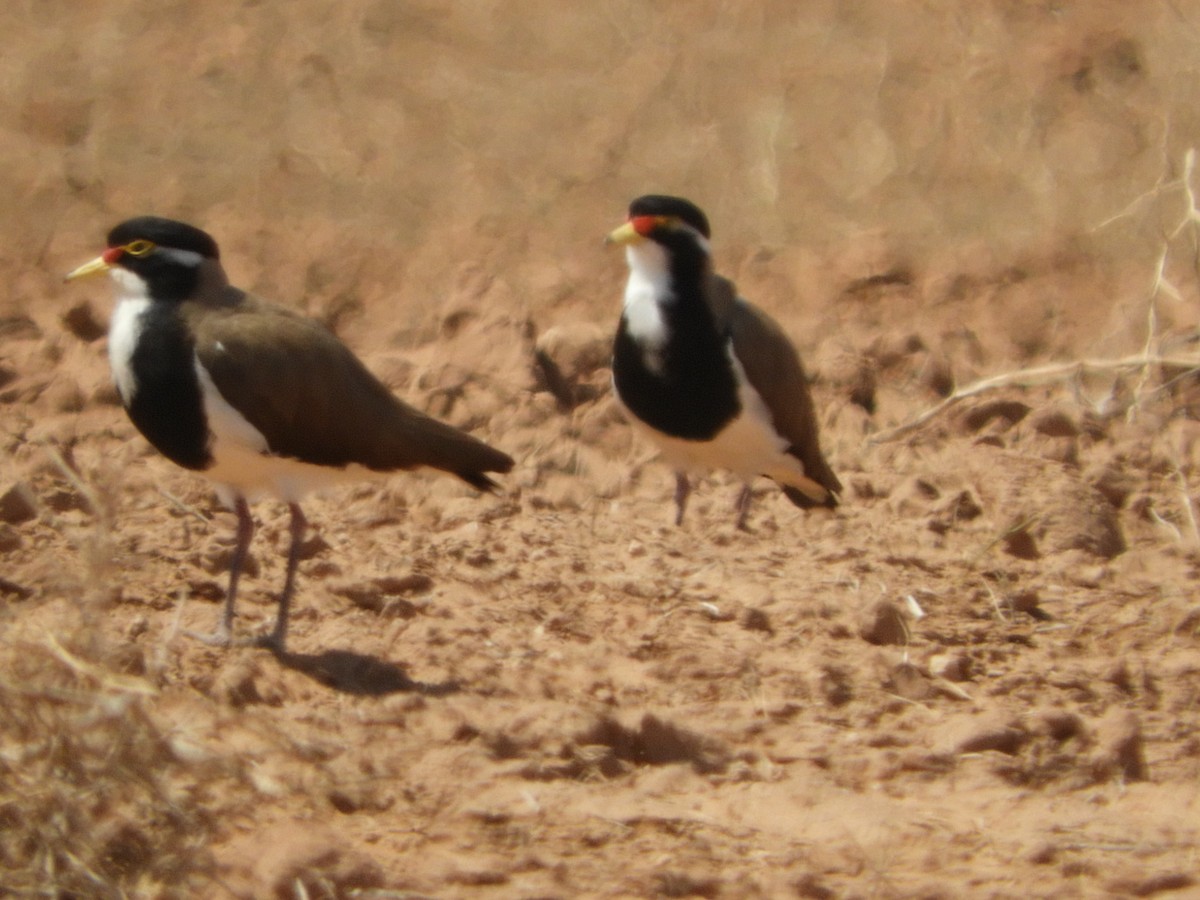 Banded Lapwing - ML180242371