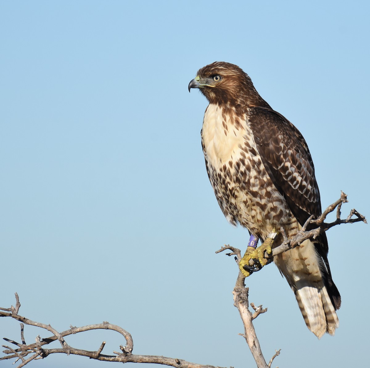 Red-tailed Hawk - ML180244541