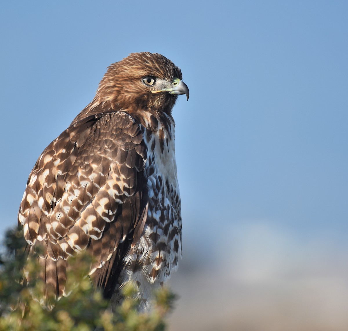 Red-tailed Hawk - ML180244551