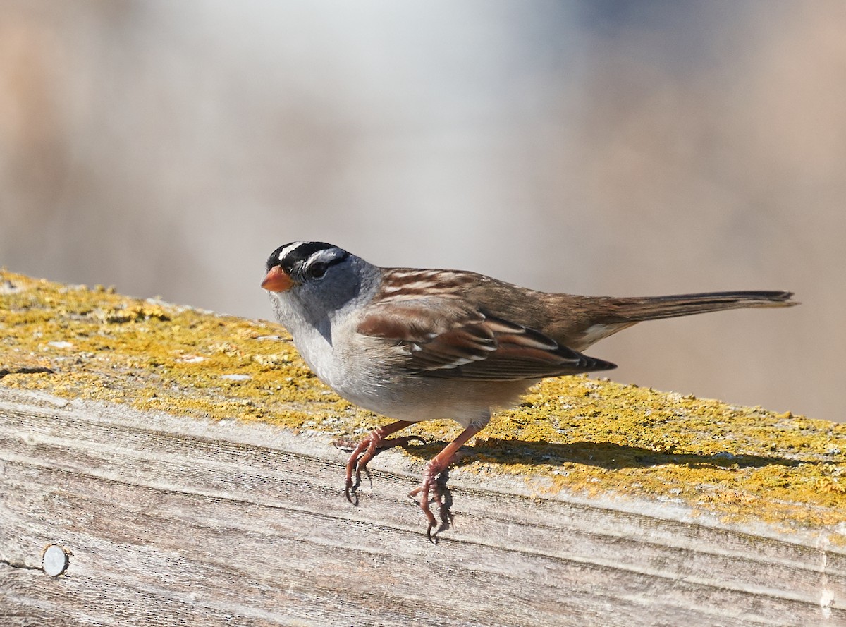White-crowned Sparrow - ML180245181
