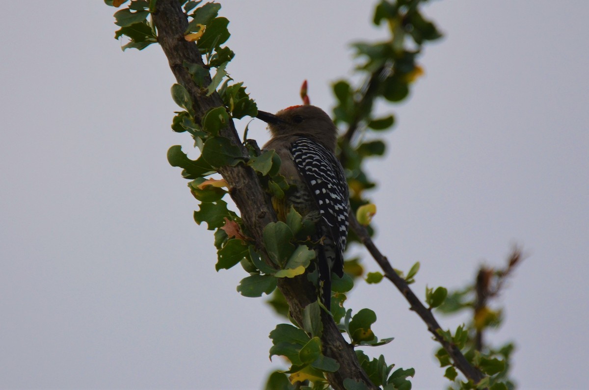 Gila Woodpecker - ML180247511