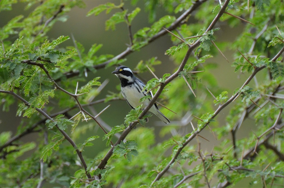 Black-throated Gray Warbler - ML180248171