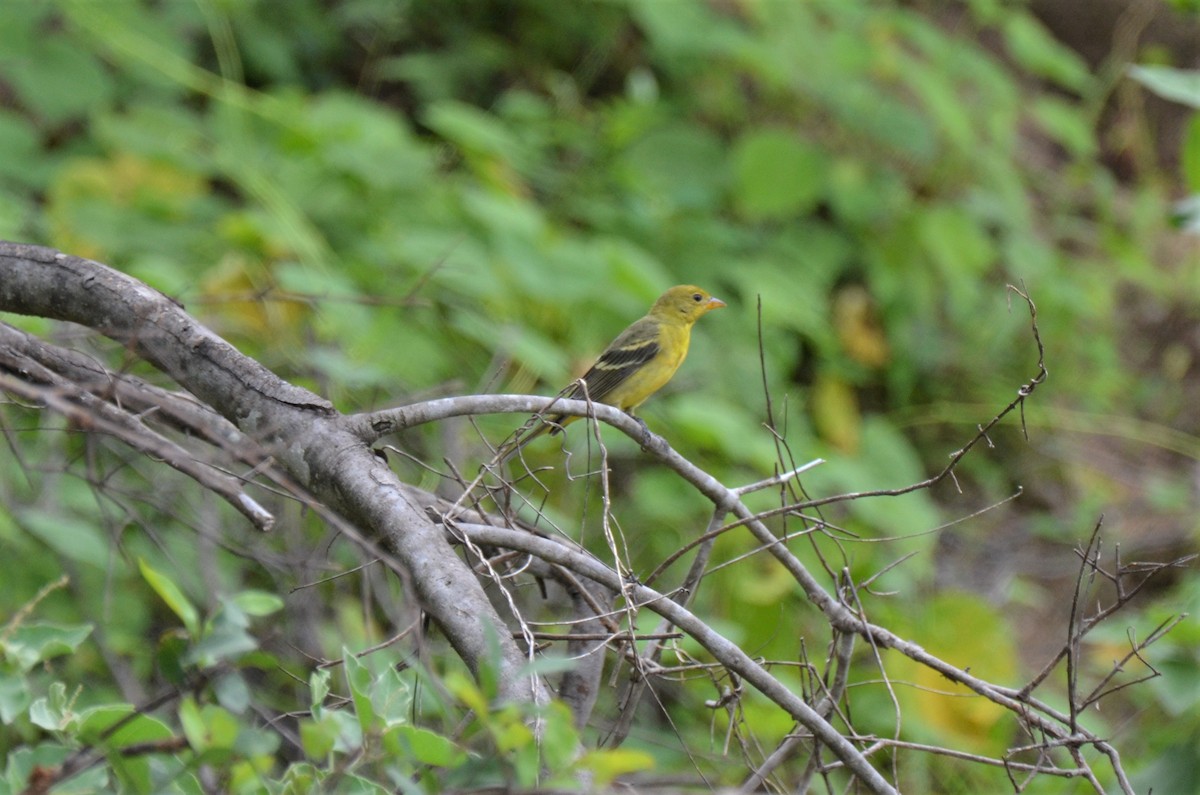 Western Tanager - Jeff Sexton