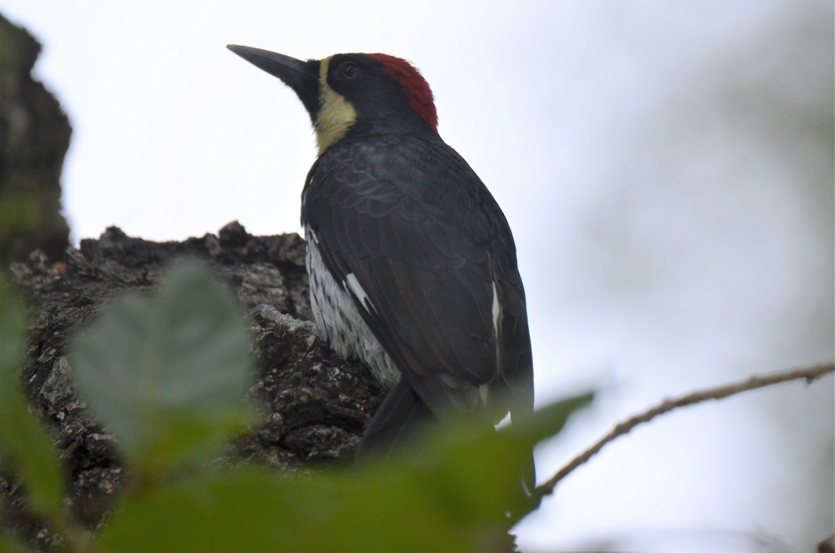 Acorn Woodpecker (Narrow-fronted) - ML180248701
